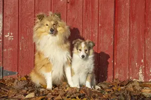 Shelties: Sheltie outdoors