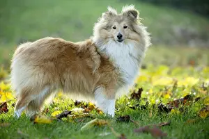 Shelties: Sheltie outdoors