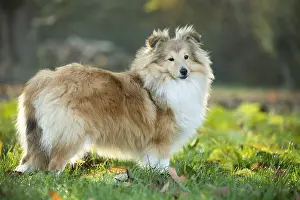 Shelties: Sheltie outdoors