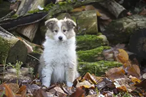 Shelties: Sheltie outdoors