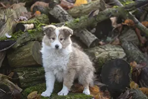 Shelties: Sheltie outdoors