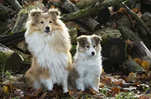 Shelties: Sheltie outdoors