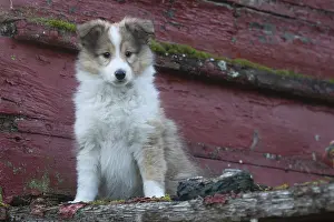 Shelties: Sheltie outdoors