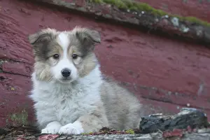 Sheepdogs: Sheltie outdoors