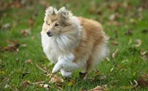 Sheepdogs: Sheltie outdoors