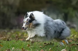Sheepdogs: Sheltie outdoors
