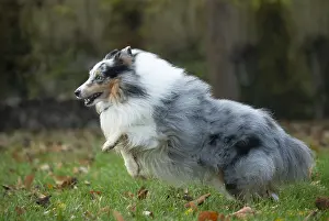 Sheepdogs: Sheltie outdoors