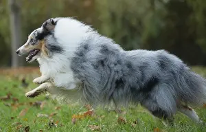 Sheepdogs: Sheltie outdoors