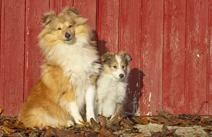 Sheepdogs: Sheltie outdoors