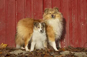Sheepdogs: Sheltie outdoors