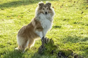 Sheepdogs: Sheltie outdoors