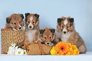 Sable: Four Sheltie puppies, sable, Shetland Sheepdog