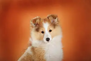Sable: Sheltie, puppy, sable, bitch, animal portrait against