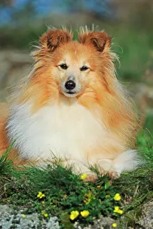 Sable: Sheltie, sable, bitch, lying, direct view, Austria