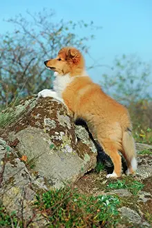 Sable: Sheltie, sable, puppy, 12 weeks, leans on rock