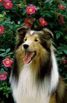 Sheltie: Sheltie, Shetland Sheepdog