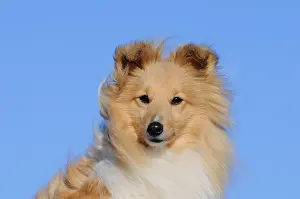 Sable: Sheltie, Shetland Sheepdog, sable coloured, portrait