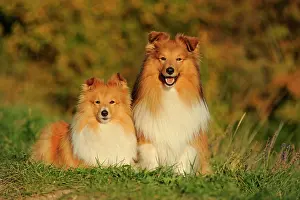 Sable: Sheltie, Shetland Sheepdog, sable, male and female