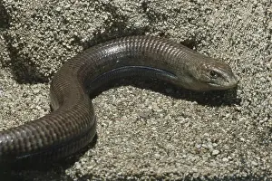 Legless: Sheltopusik