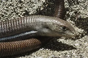Legless: Sheltopusik