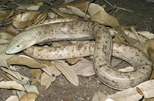 Legless: Sheltopusik