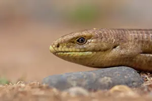 Crawl: Sheltopusik