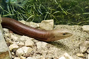 Found: Sheltopusik, legless snake-like lizard found from