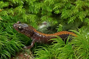 Shenandoah: Shenandoah Salamander