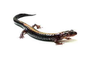Shenandoah: Shenandoah Salamander