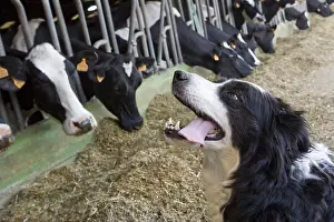 Scotish: Shepherd dog before eating Holstein Cows