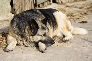 Courtyard: Shepherd dog lying in the courtyard of a farm France