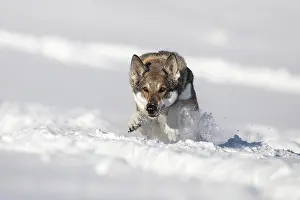 Shepherd: Shepherd dog mixed-breed playing in deep snow, Austria