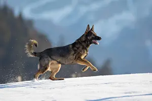 Alsatian: Shepherd dog running in the snow, Austria, Europe