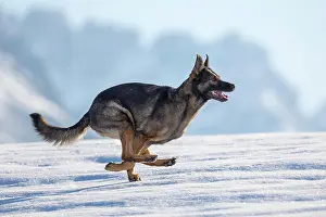 Alsatian: Shepherd dog in winter on a snow covered meadow
