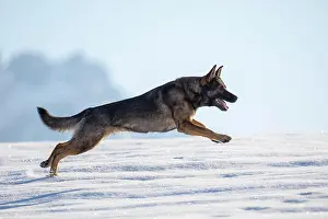 Alsatian: Shepherd dog in winter on a snow covered meadow