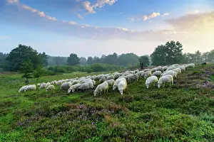 Heide: Shepherd with a flock of sheep in the heath at the