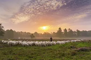 Heide: Shepherd with a flock of sheep in the heath at the