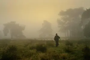 Hydroelectric: Shepherd with a flock of sheep in the heath at the