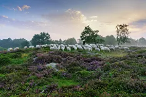 Hydroelectric: Shepherd with a flock of sheep in the heath at the