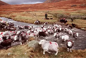Vehicles: Shepherd and Herdwick Sheep