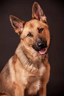 Crooked: Shepherd mix dog, portrait, Germany, Europe