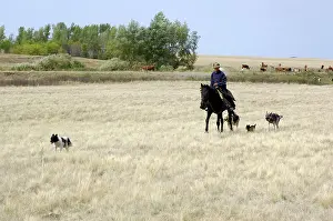 Mongrels: A shepherd with four mongrel dogs tends a herd