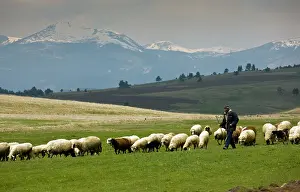 Herders: Shepherd with sheep flock in high pastures