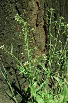 Purse: ShepherdIs-Purse - showing flower and seed capsule