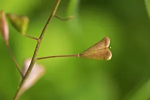 Purse: Shepherdois Purse (Capsella bursa-pastoris) seed