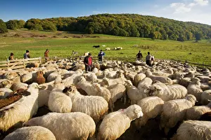 Communal: Shepherds and communal sheep flock at traditional