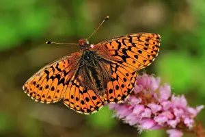Fritillaries: Shepherd's Fritillary