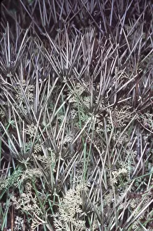 Weeds: SHEPHERD'S NEEDLE