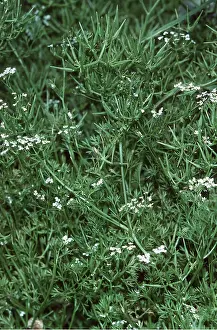 Weeds: SHEPHERD'S NEEDLE