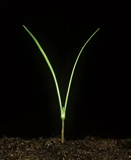 Pecten: Shepherd's needle seedling